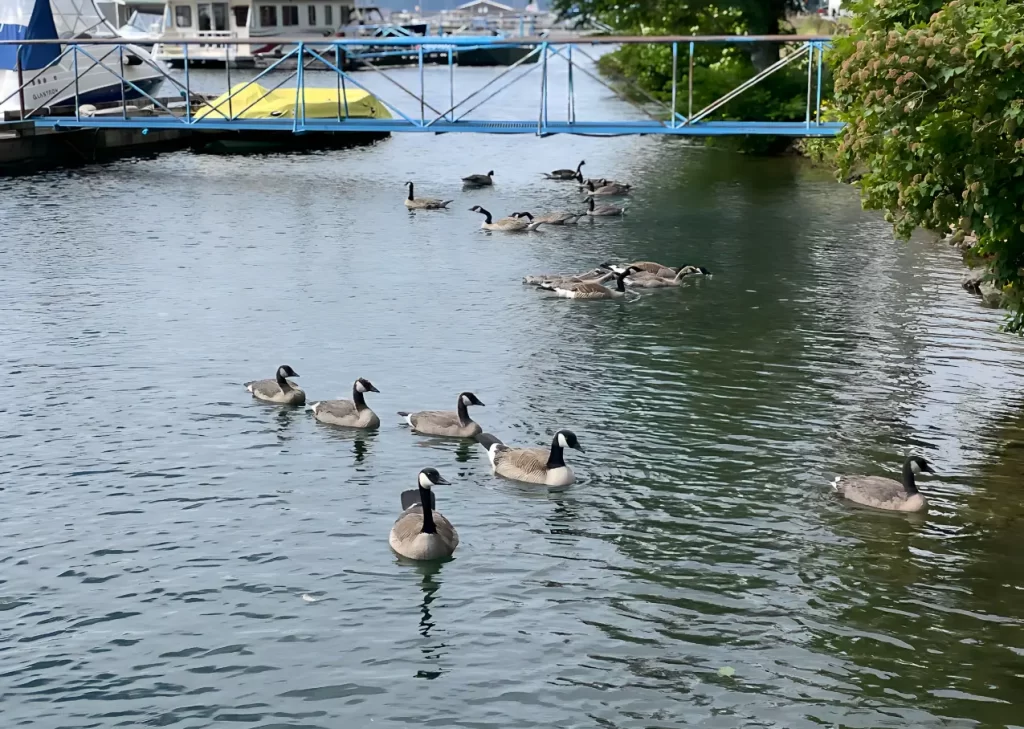 Canadian geese swimming in Harrison Lake right beside the Harrison Hot Springs Marina.