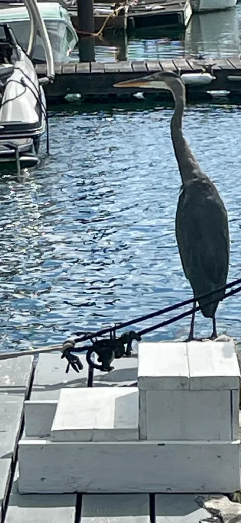 A blue heron resting on the dock of Harrison Hot Springs Marina.