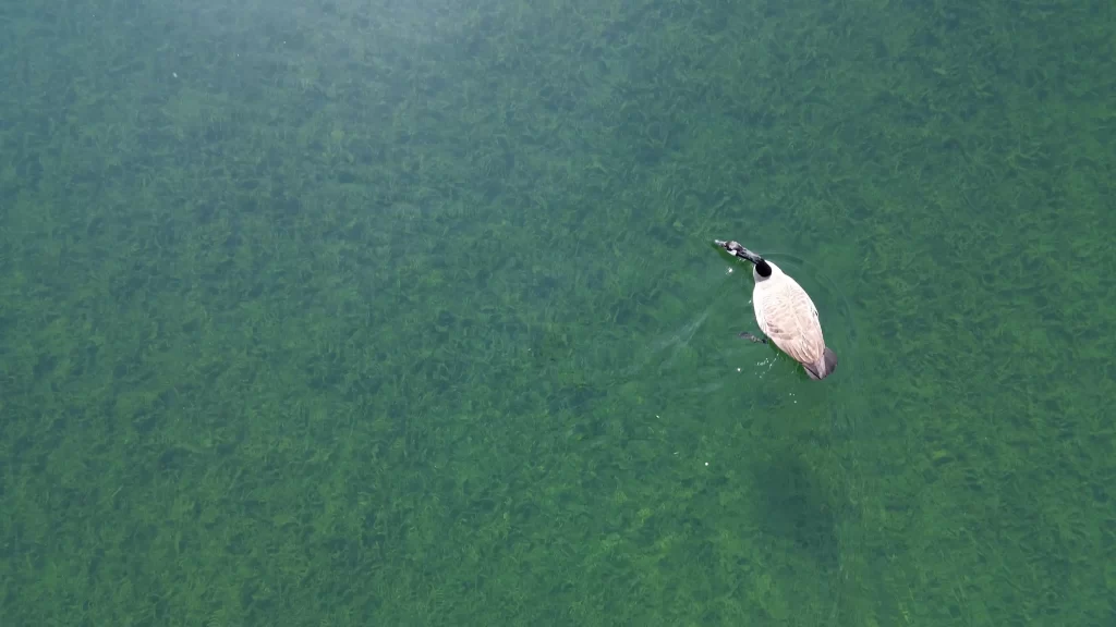 An overhead shot of a Canadian goose swimming on Harrison Lake. The water below it is clear and green, so you can see it's foot paddling as it swims.