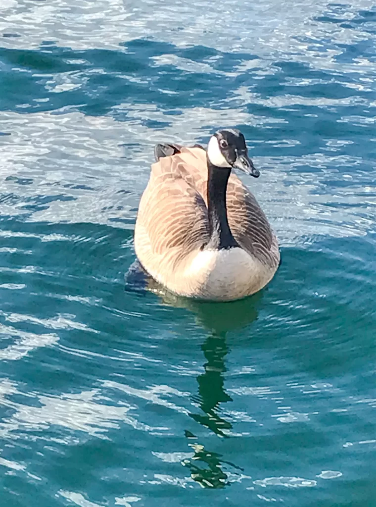 A round Canadian goose swimming on the waters of Harrison Lake.