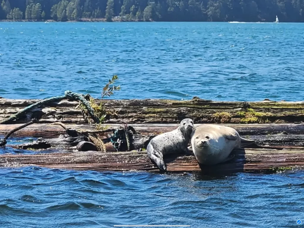 Two seals, a mother and her baby, resting on wood at Harrison Hot Springs Marina on Harrison Lake.