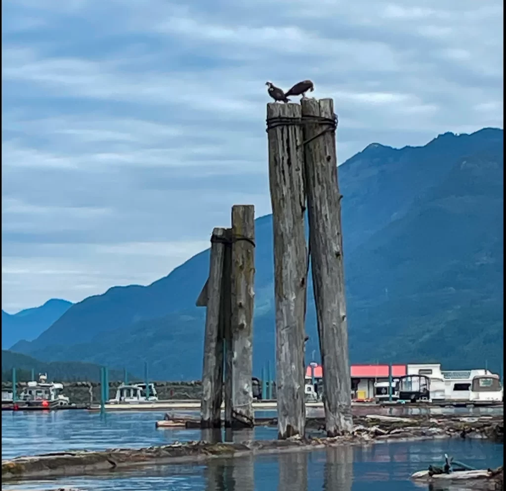 Two eagles building a nest at Harrison Hot Springs Marina on Harrison Lake.